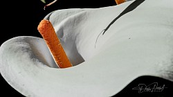 Very First Macro Attempt - 2019