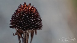 Winter Macro Shot 2022