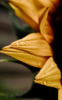 Sunflower Macro Shot 2023