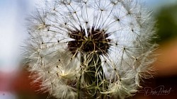 Dandelion Macro Shot 2022
