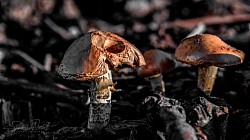 Mushrooms in California 2019