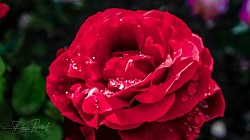 Rose 2019