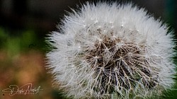 Dandelion 2023