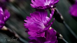 Pink Flowers 2021