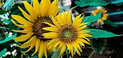 Sunflowers 2023