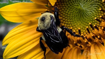 2023 - Bee pollinating a sunflower in Oklahoma