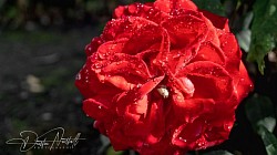 Beauty is all around California 2019