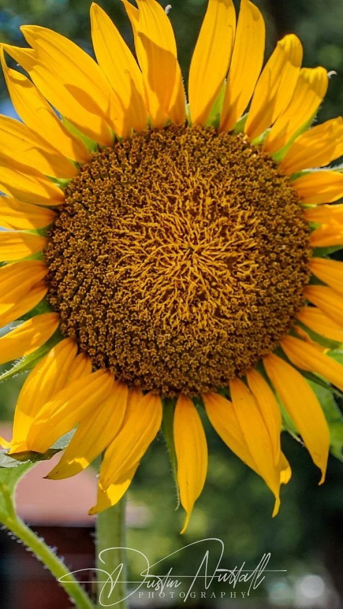 Beautiful Sunflower 2023