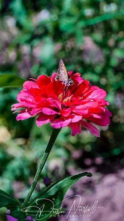 Flower Photography 2023
