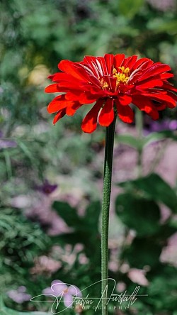 Beautiful Flower photography 2023