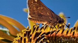Pollinators 2023