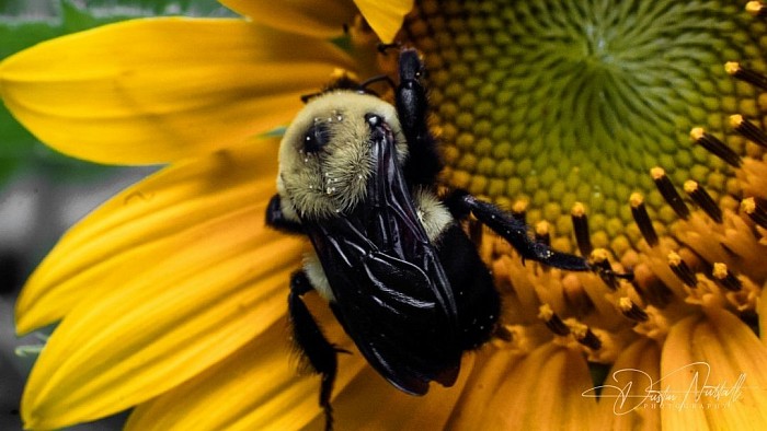 Bee Pollinating 2023