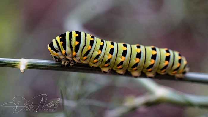 Caterpillar in my garden 2023